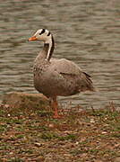 Bar-headed Goose