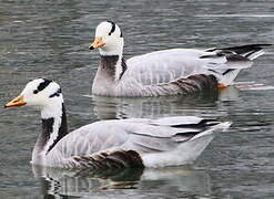 Bar-headed Goose