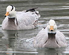 Bar-headed Goose