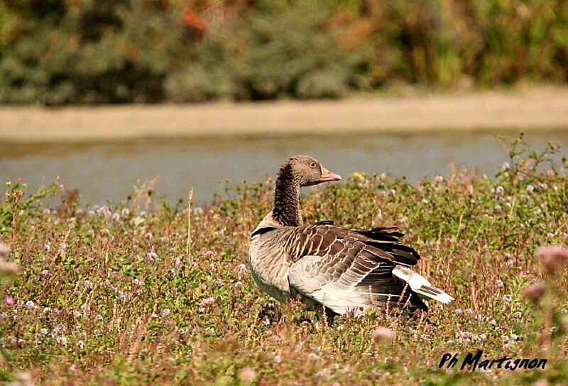 Oie cendrée, identification