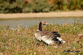 Greylag Goose