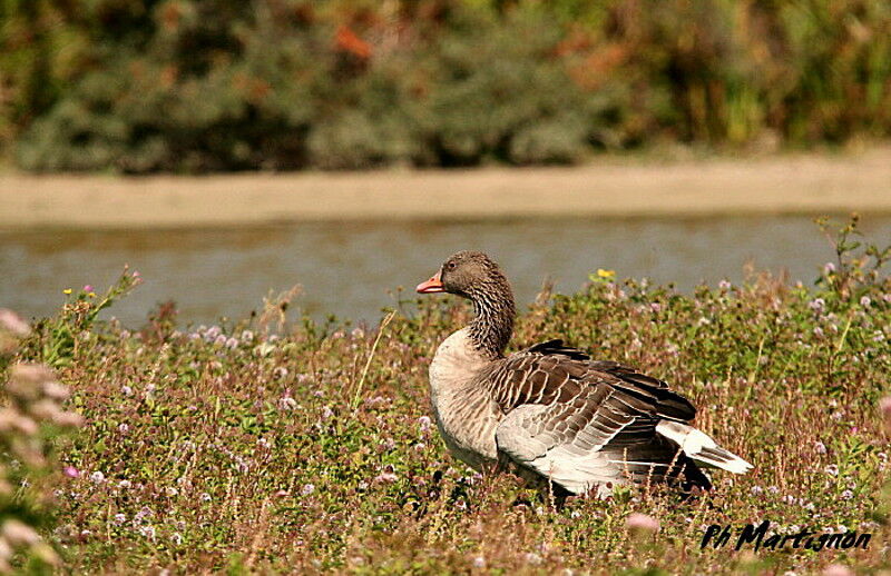 Greylag Goose, identification