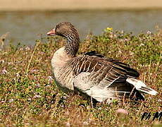 Greylag Goose