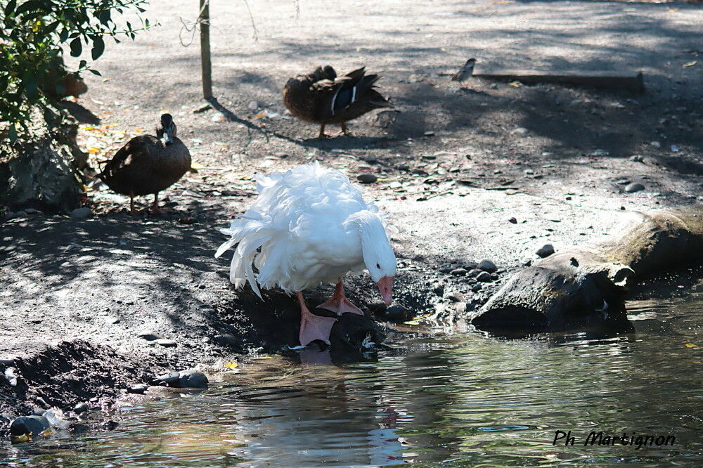 Greylag Goose
