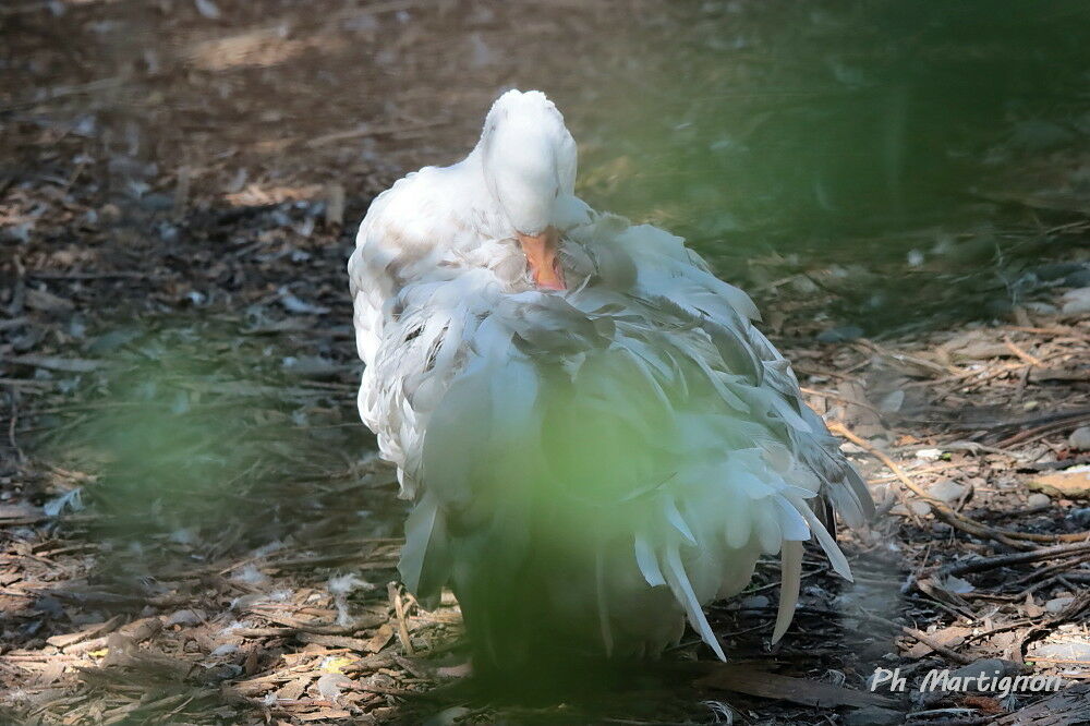 Greylag Goose