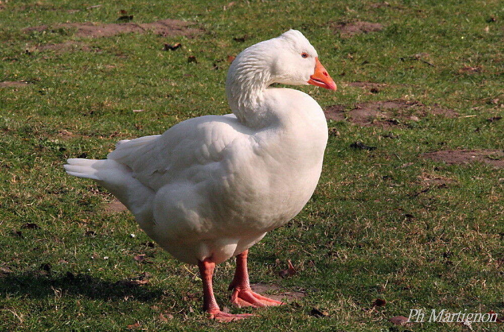 Oie cendrée