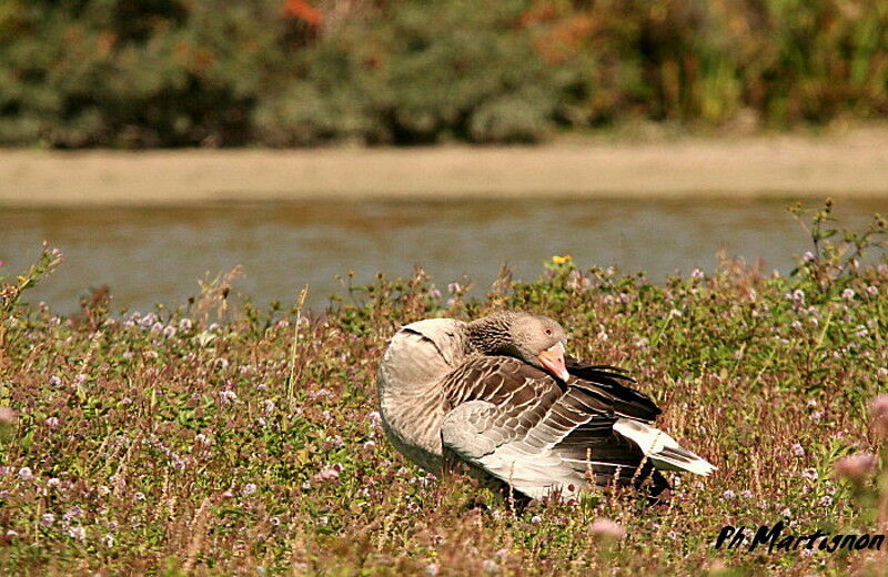 Greylag Goose, identification