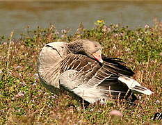 Greylag Goose