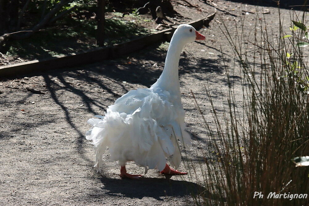 Greylag Goose