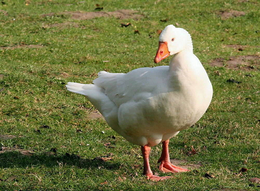 Oie cendrée