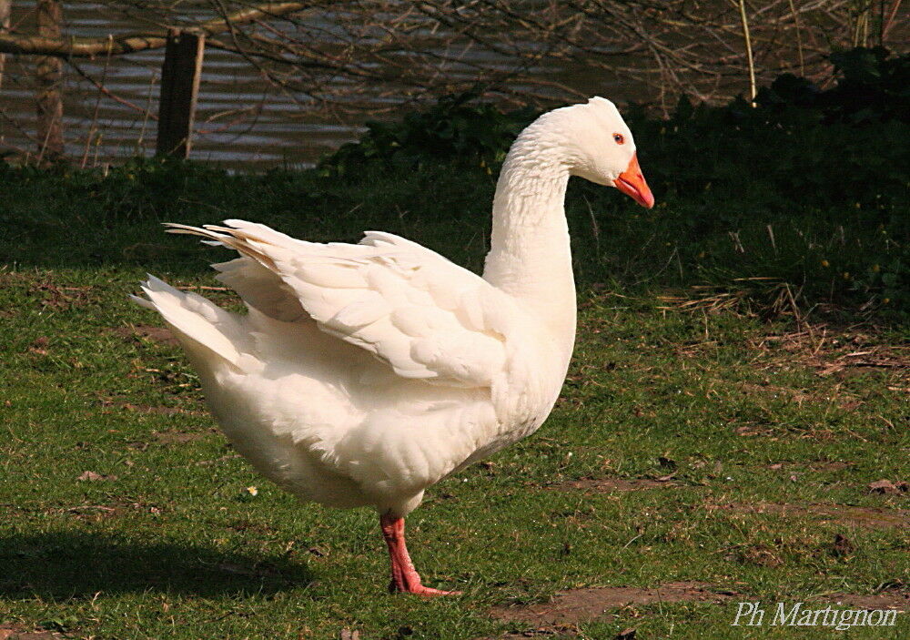 Greylag Goose