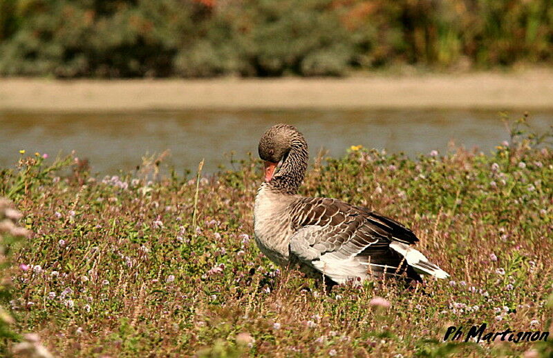 Greylag Goose, identification