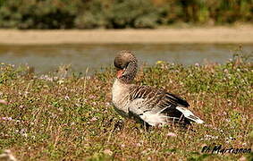 Greylag Goose