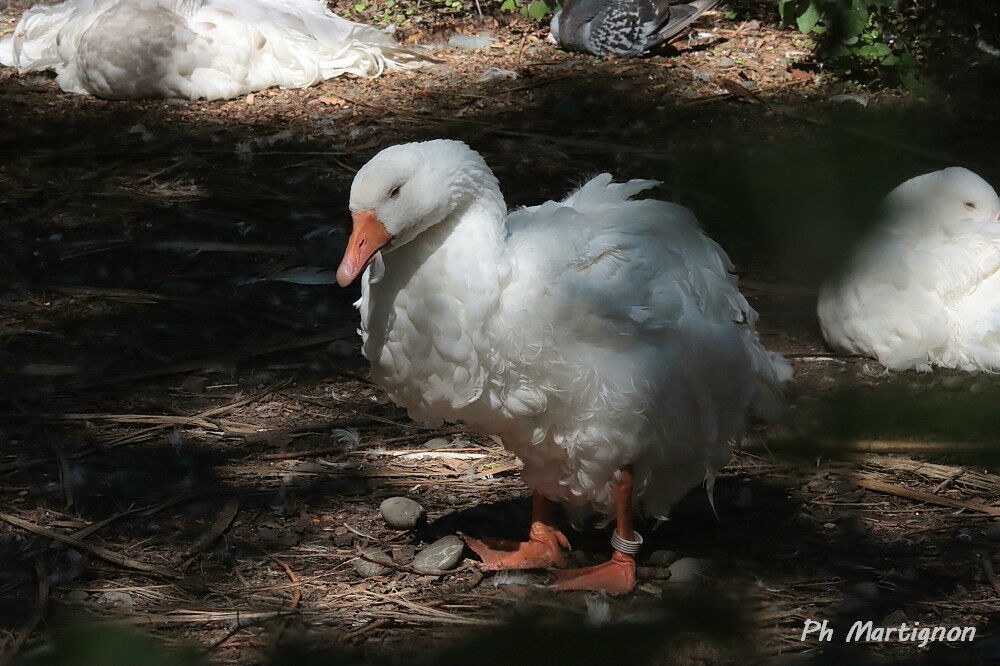 Greylag Goose
