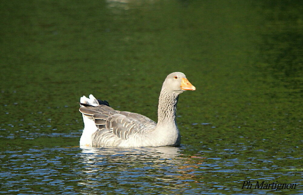 Greylag Goose