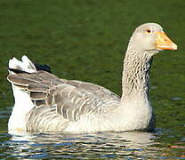 Greylag Goose