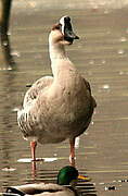 Swan Goose