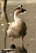 Swan Goose