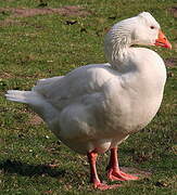 Ross's Goose