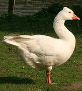 Ross's Goose