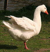 Ross's Goose