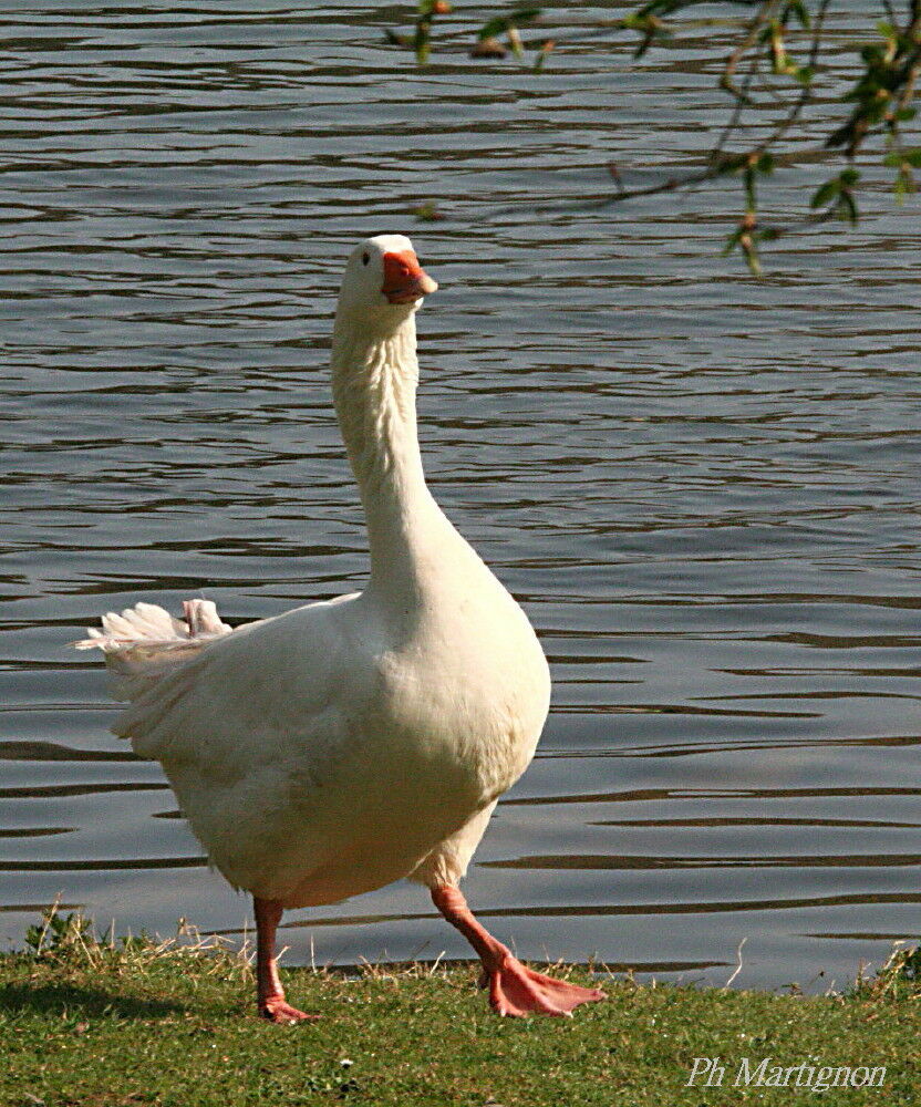 Ross's Goose