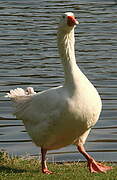 Ross's Goose