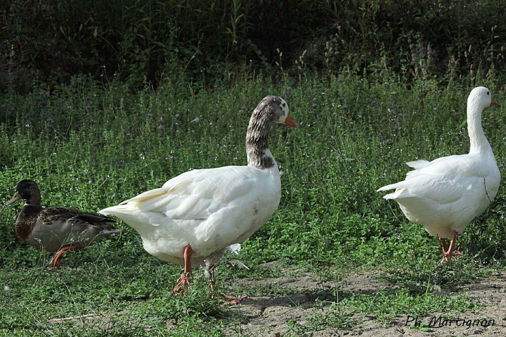 Ross's Goose, identification