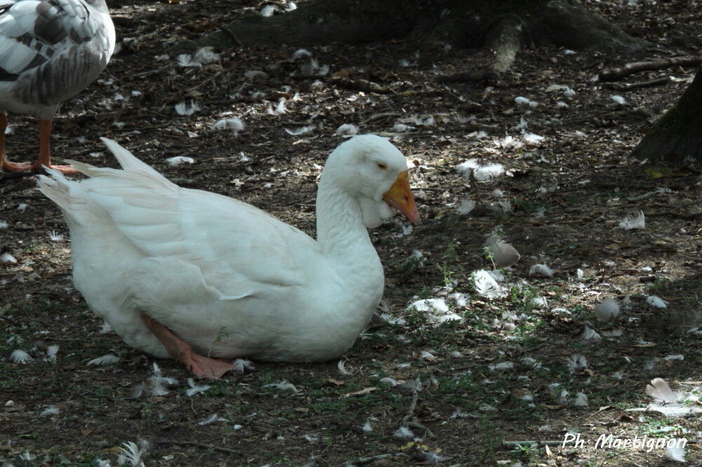 Ross's Goose, identification