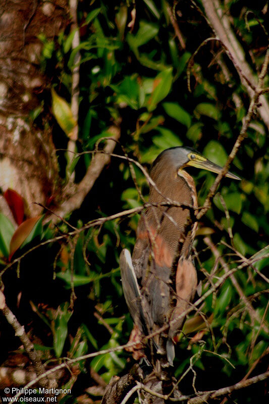 Onoré du Mexique, identification