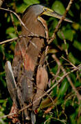 Bare-throated Tiger Heron