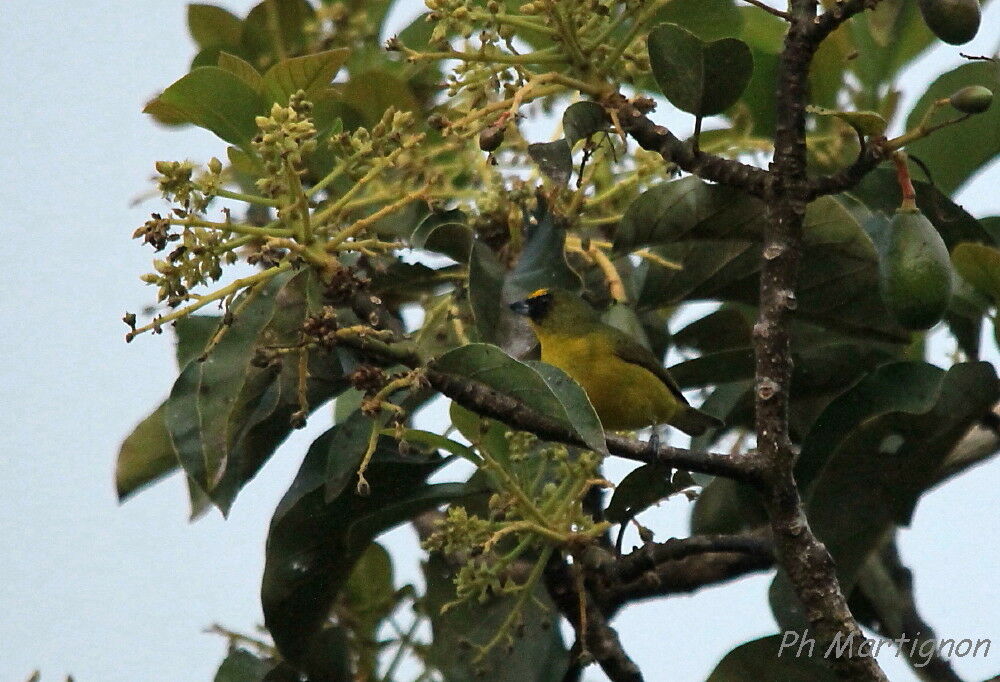 Yellow-throated Euphonia male, identification