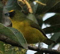 Yellow-throated Euphonia