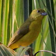 Yellow-throated Euphonia