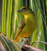 Yellow-throated Euphonia