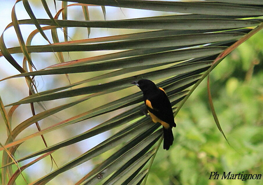 Baltimore Oriole