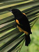 Oriole du Nord