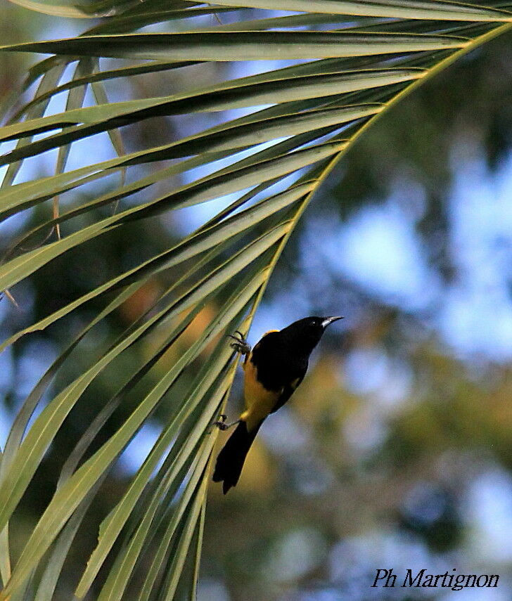 Baltimore Oriole