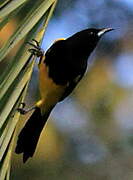 Baltimore Oriole