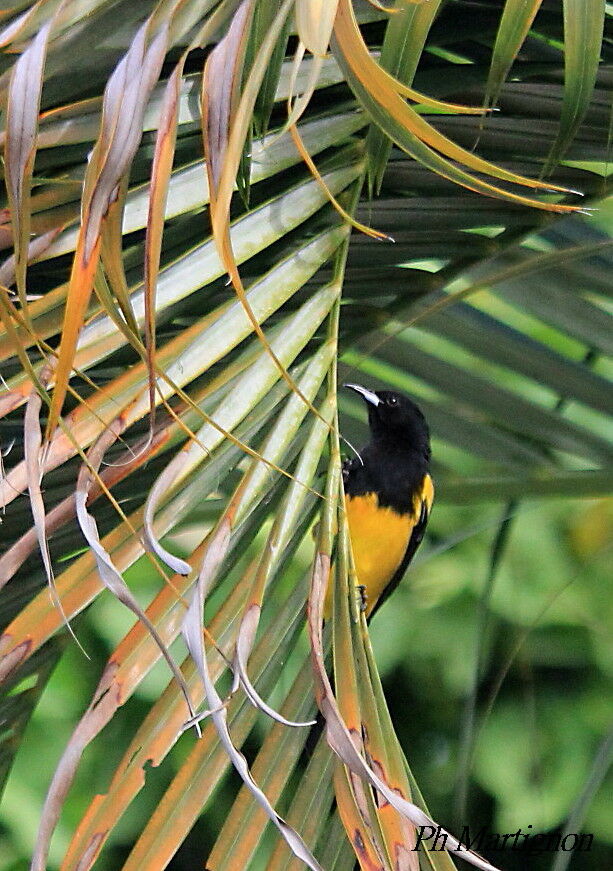 Baltimore Oriole