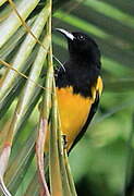 Baltimore Oriole