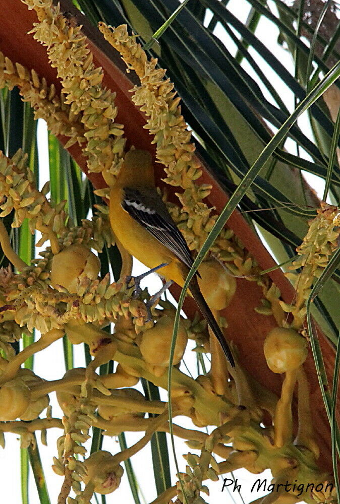 Baltimore Oriole female, identification