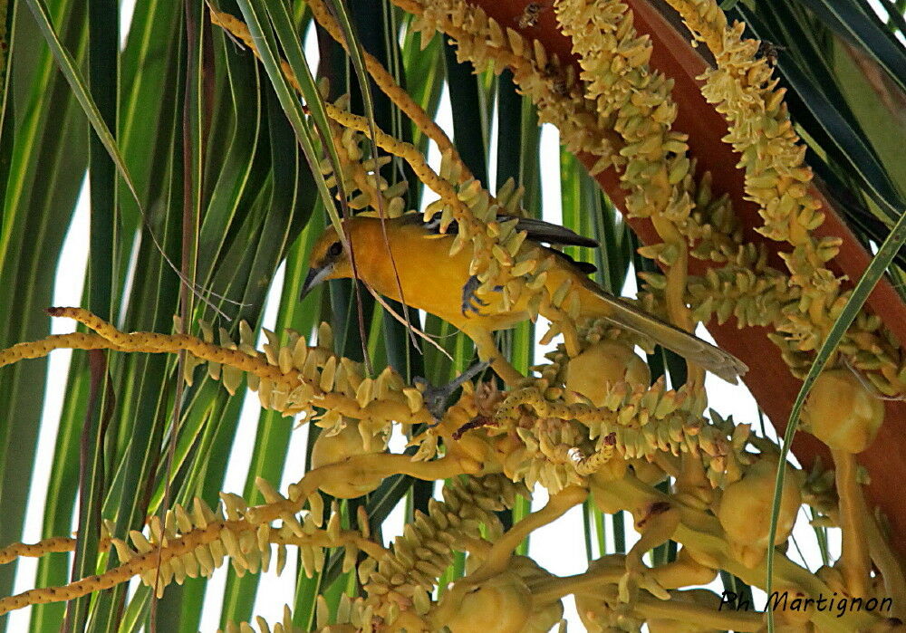 Oriole du Nord femelle, identification