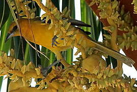 Baltimore Oriole