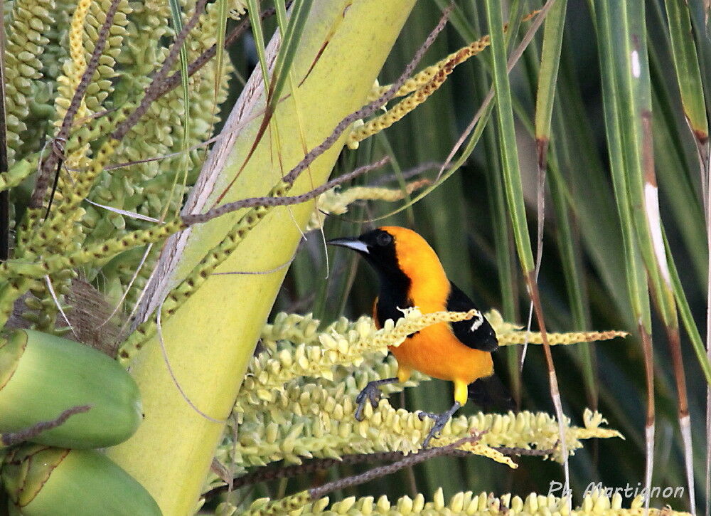 Baltimore Oriole male, identification