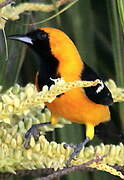 Baltimore Oriole