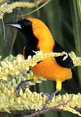 Oriole du Nord