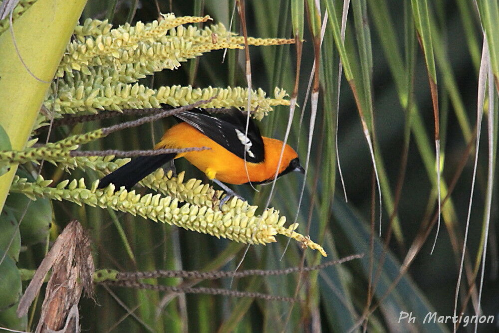 Baltimore Oriole male, identification