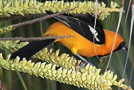 Baltimore Oriole