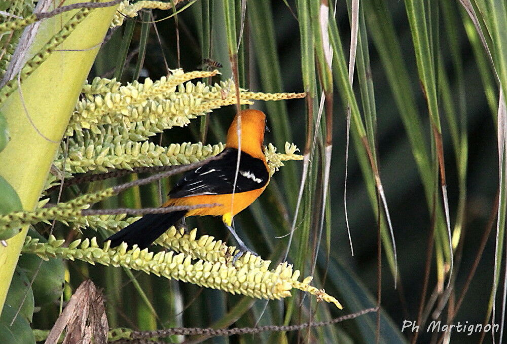 Oriole du Nord mâle, identification